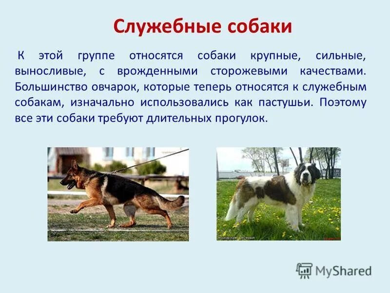 Систематика собаки. Сообщение о млекопитающих. Собаки для детей породы название. Служебные собаки. Кому относятся собаки.