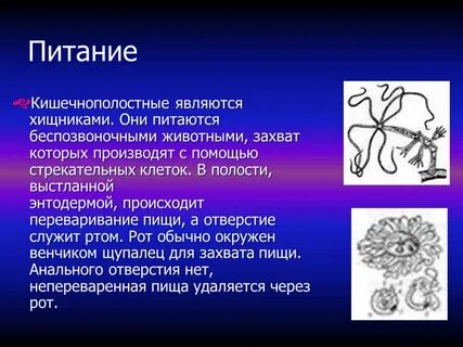 Беспозвоночные животные питаются