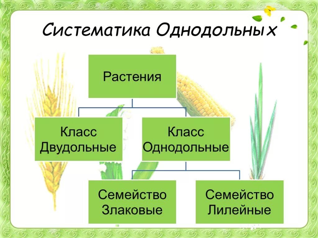 Алоэ однодольное или двудольное. Биология 6 класс класс Однодольные семейство злаки. Семейство злаковые 6 класс биология растения. Семейство растений класс Однодольные 7 класс. Однодольные злаковые таблица по биологии 7 класс.