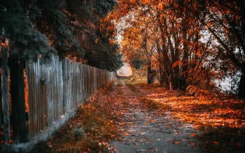 Улица дорога осень