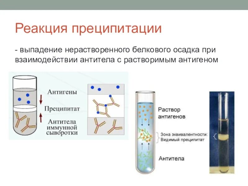 Постановка реакции преципитации микробиология. Схема иммунологической реакции преципитации. Реакция преципитации микробиология схема. Принцип реакции преципитации. Диффузная реакция