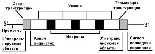 Информационная структура гена кодирующего белки. Структура гена эукариот схема. строение гена эукариот экзоны и интроны. схема строения генов эукариот. структура гена эукариот.