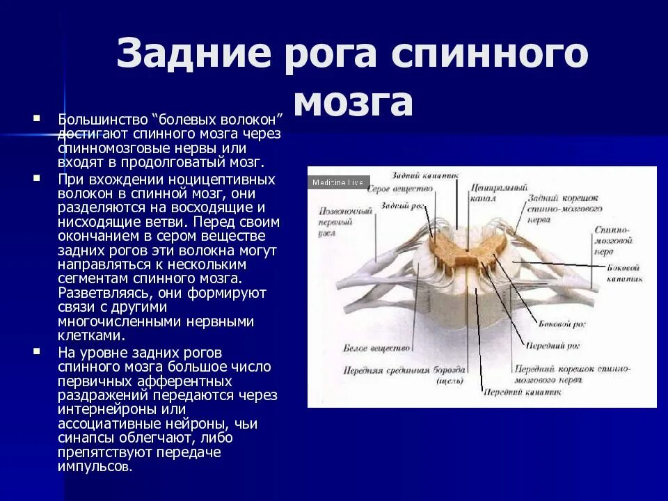 Передние и задние рога сегментов спинного. Строение боковых Рогов спинного мозга. Задние рога спинного мозга функции. Ядра заднего рога спинного мозга. Строение задних Рогов спинного мозга.