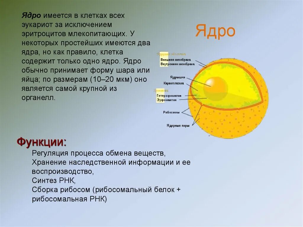 Дайте характеристику клеточному ядру. Ядро эукариотической клетки строение и функции. Функции ядра эукариотической клетки. Структура ядра эукариотической клетки. Функции ядра эукариотической клетки кратко.