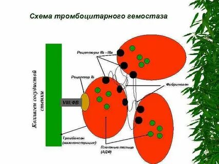 Схема тромбоцитарного гемостаза
