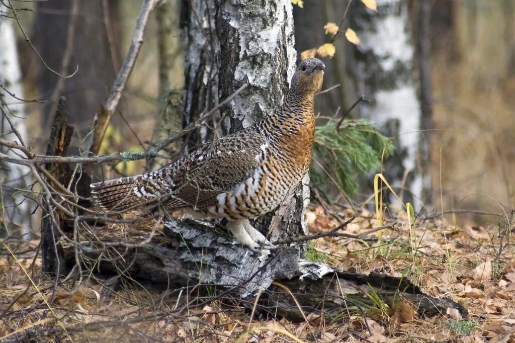 Самка глухаря капалуха. Копалуха. Глухарь и капалуха. Самка глухаря капалуха. Глухарь птица самка.