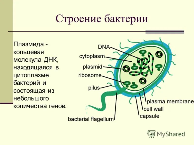 Тест строение бактерий