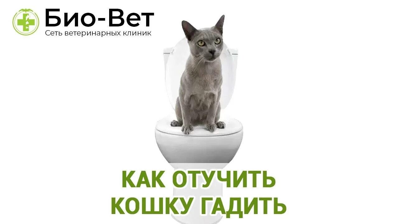 Как отучить гадить в неположенном. Отучить гадить кошку. как отучить кошку гадить. отучить кота гадить в неположенном месте. как отучить кошку гадить в неположенном месте.