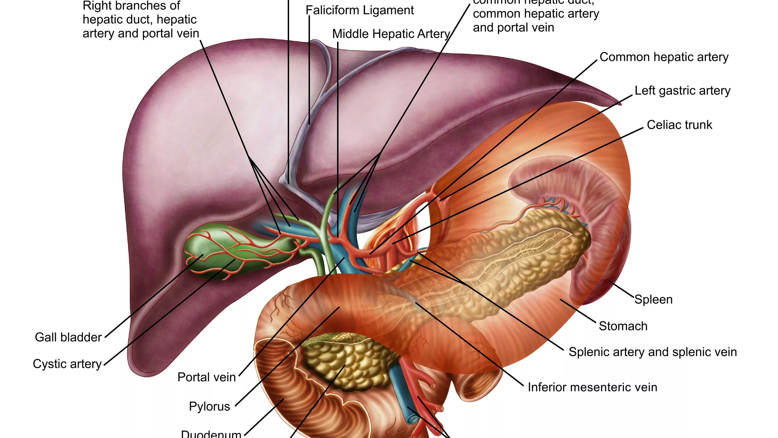 Где находится печень у человека фото. Ворота печени топографическая анатомия. Печень анатомия ворота печени. Строение печени анатомия атлас.