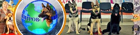 Клуб служебного собаководства киров