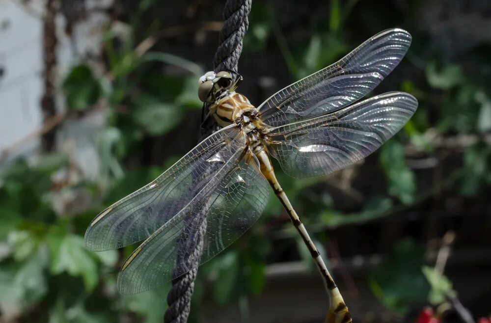 стрекоза решётчатая orthetrum cancellatum. стрекоза в полете. санхарская стрекоза. дедка рогатый. бабочки и стрекозы.