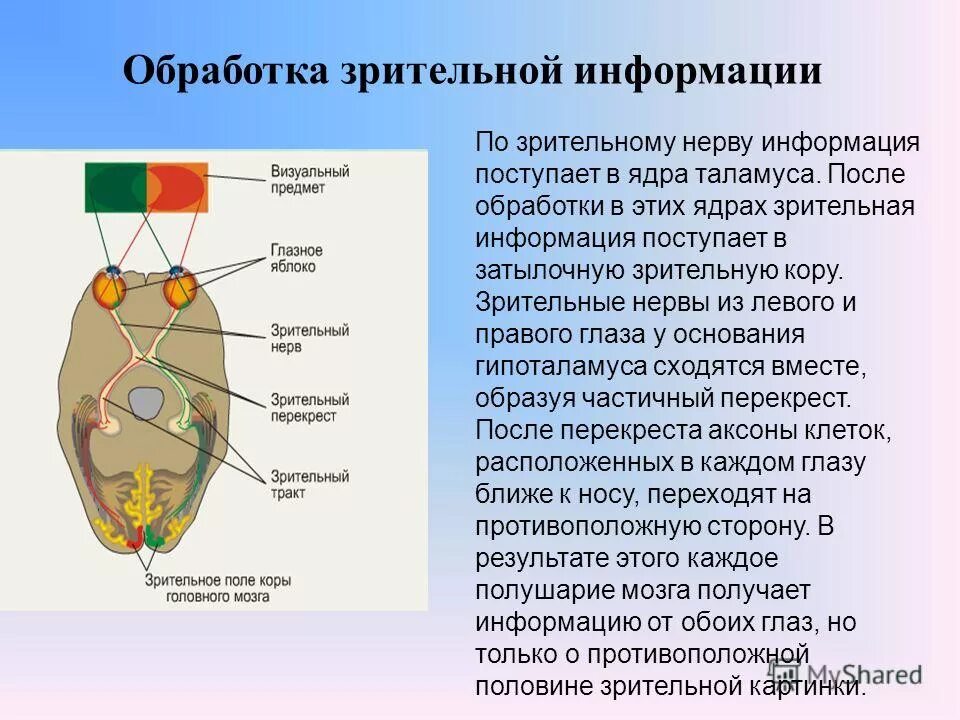 Головного мозга завершается переработка зрительной информации