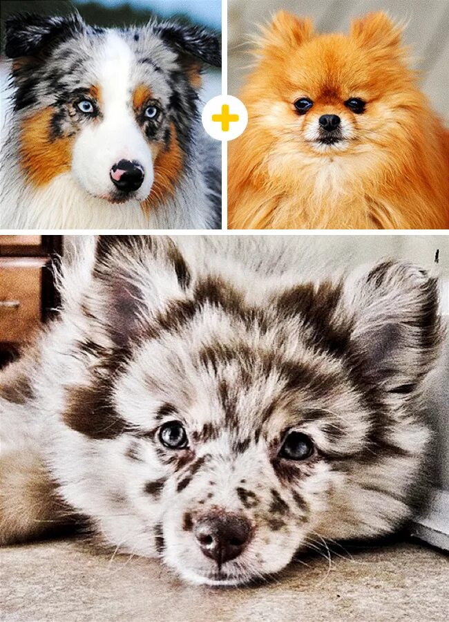 какая порода получится если скрестить. скрещенные породы собак. метис корги и овчарки. метисы собак разных пород. смешивание пород собак.