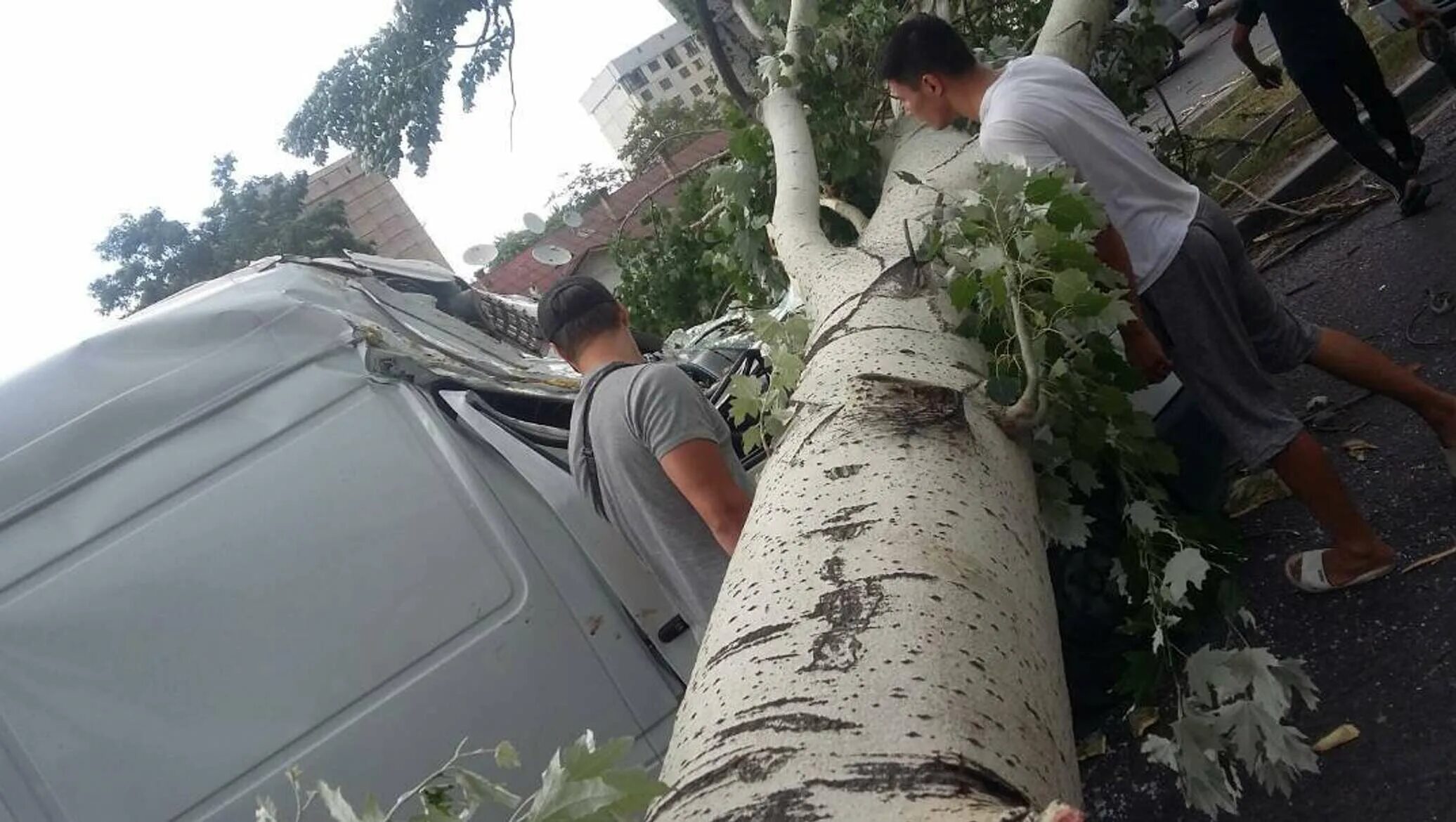 Огромный Тополь. Ураган в Бишкеке. Деревья в Бишкеке. Тополя Бишкек. Ураган в киргизии