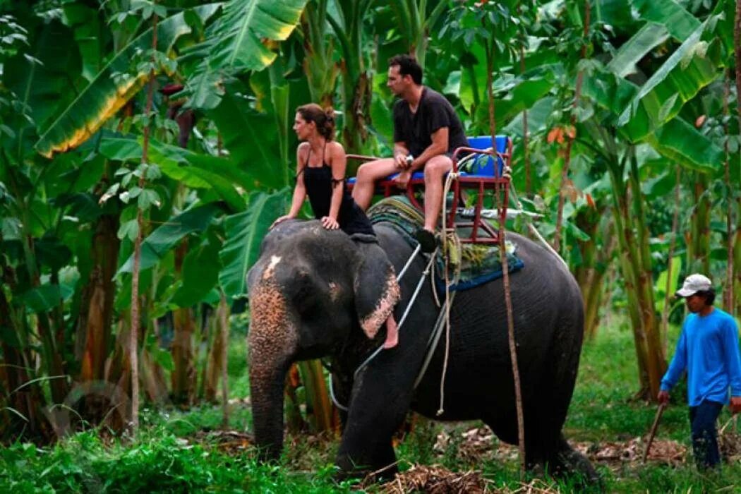 Elephant пхукет. Тайланд экскурсия на слонах. Слоновья ферма Пхукет. Таиланд Пхукет слоны. Тайланд Пхукет экскурсии на слонах.