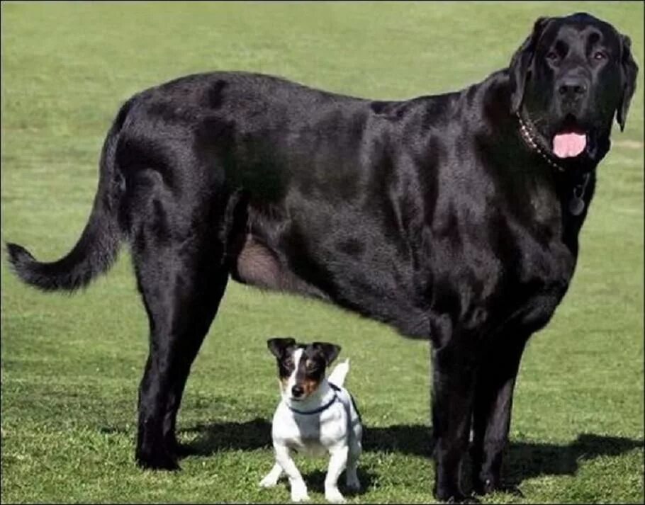 Какая порода самая. Самая большая собака в мире. Американская огромная собака. Породы собак маленьких и больших размеров. Маленькая и большая порода собаки.