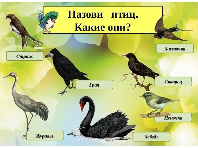 Картинки перелетных птиц. Перелетные птицы Грач журавль скворец Ласточка. Перелетные птица для дошколят. Перелетные птицы для детей старшей группы. Перелетные птицы подготовительная группа.