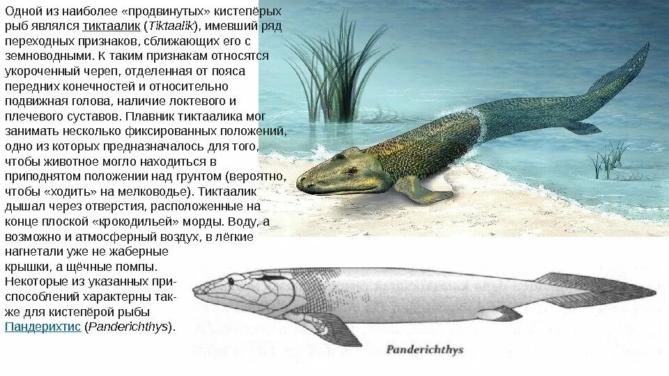 Тиктаалик Эволюция. Переходные формы рыбы земноводные. Предки кистеперых рыб. Предок кистеперая рыба. Выход многоклеточных животных на сушу произошел