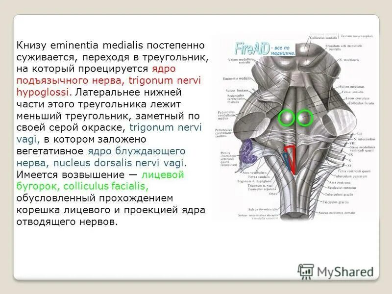 Ядра черепных:нервов 4 желудочек. Ядра продолговатого мозга анатомия. Ядра черепных:нервов 4 желудочек. Проекция ядер черепных нервов. Писчее перо продолговатого мозга.