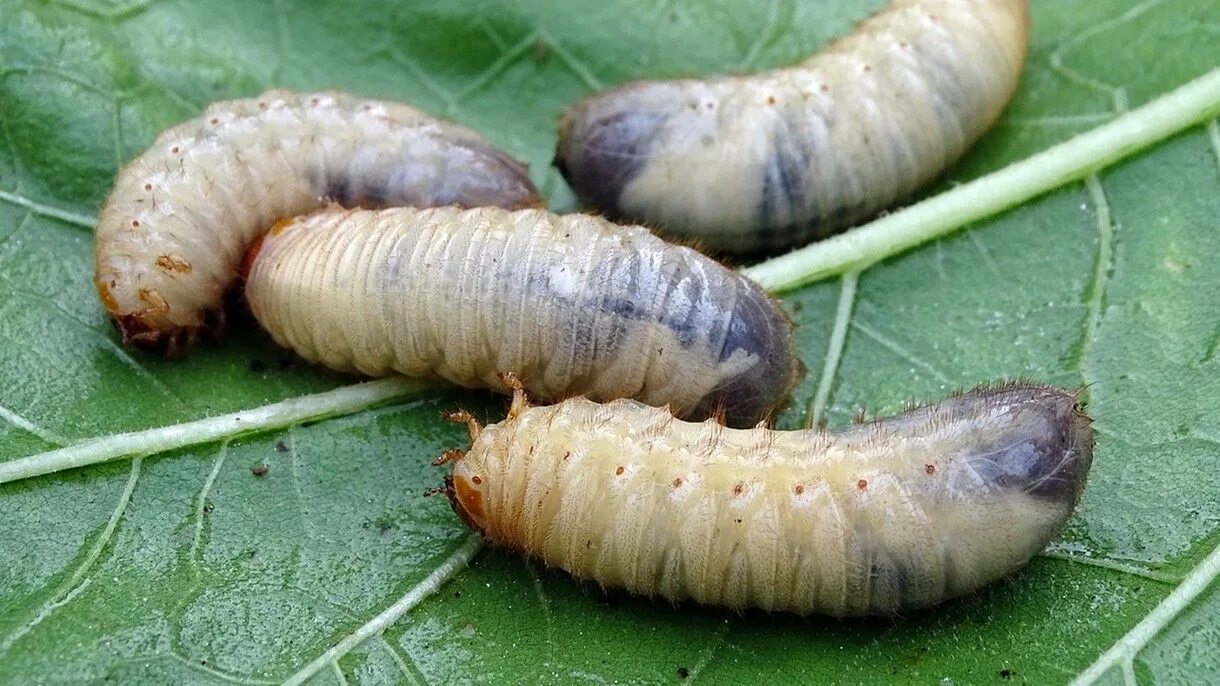 Болезни пчелиного расплода аскосфероз. Закисли личинки. Огнёвка восковая моль. Личинка мухи львинки. Каменный расплод у пчел.
