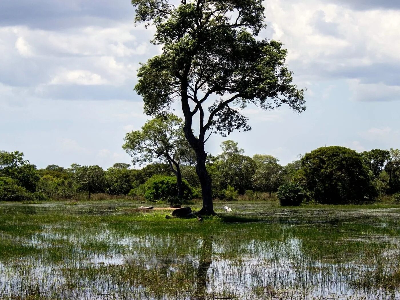 Деревья на болоте. Болото манчак. Деревья в штате луизиана. Грейт-дисмал великое мрачное болото. Деревья на болоте.