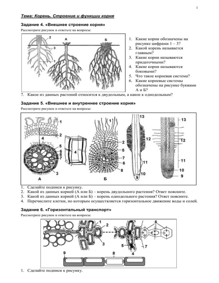 Задания строение корня. Корень строение и функции. Корневище строение и функции. Структуры корня и функции. Строение и функции корня высших растений.