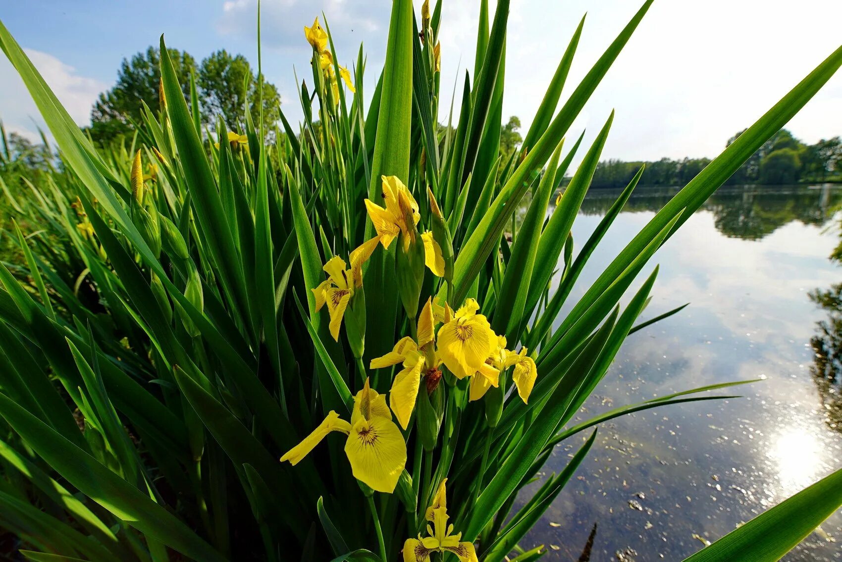 Ирис болотный фото. Ирис болотный (аировидный). Ирис болотный аировидный желтый. Ирис болотный Вариегата. Ирис болотный (Iris pseudacorus).