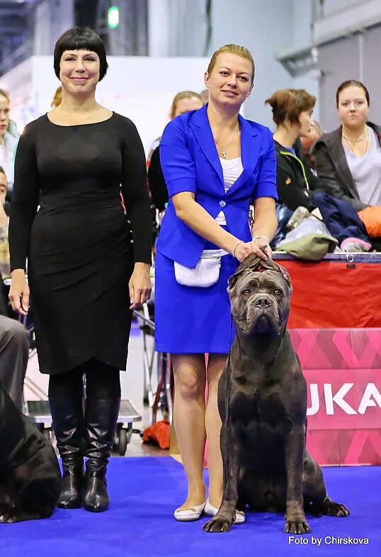 Кане корсо оллада арлекин ирман. Кане корсо оллада арлекин ирман. Оллада арлекин ьраьус. Джентли борн питомник. Кане корсо заводчик ирина перминова.