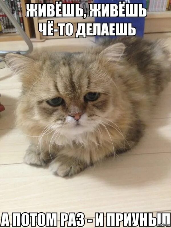 Кот приуныл мем. Приуныл прикол. Мемы приуныл. И приуныл оригинал. Чёто приуныл.