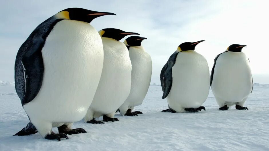 Золотой Пингвин. Красный Пингвин. Пингвин красная книга. Рыжий Пингвин.