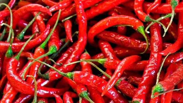 перец чили на зиму. острый красный перец живопись. жгучий перец масло. острый перец в масле. Jane palmer художник.