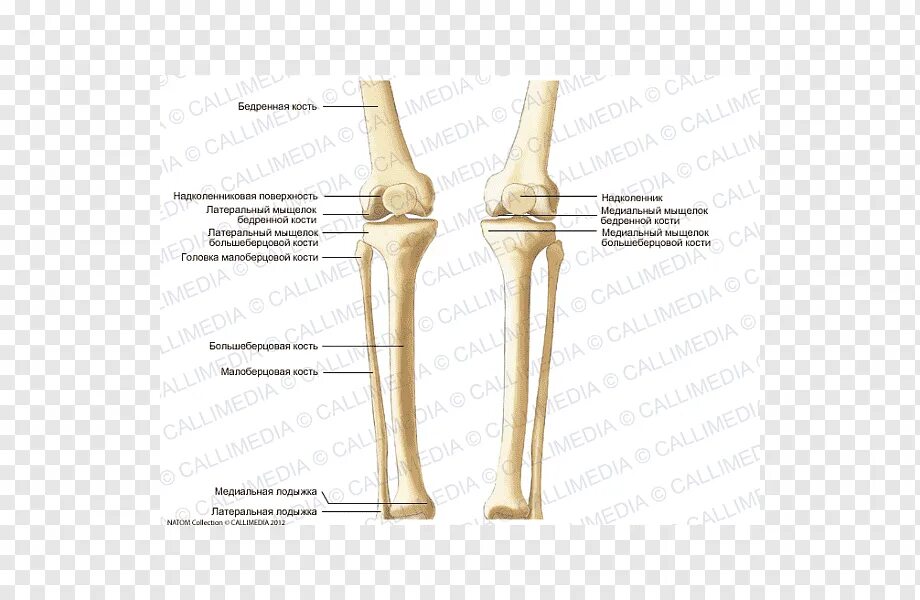 С какими костями соединяется бедренная кость. Коленный сустав кость анатомия. Скелет коленного сустава у человека. Колено берцовая кость бедро. Большеберцовая кость на скелете человека.