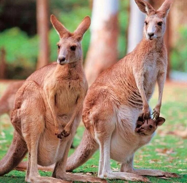 Unique australia