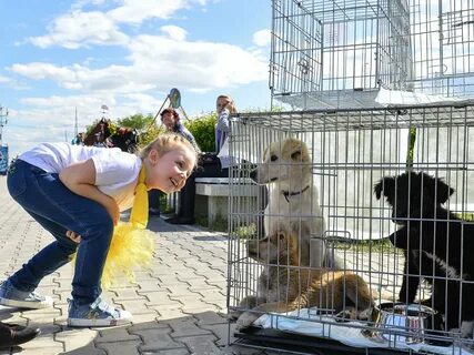 8 питомцев