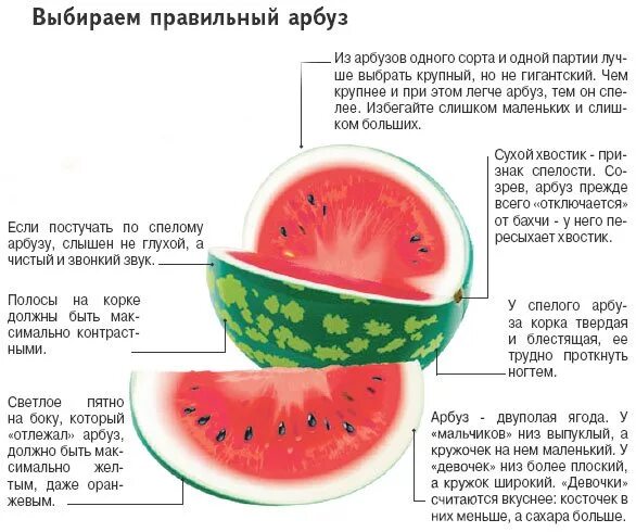 Строение арбуза. Строение арбуза схема. Как выбрать Арбуз. Строение плода арбуза. К чему снится что ешь арбуз