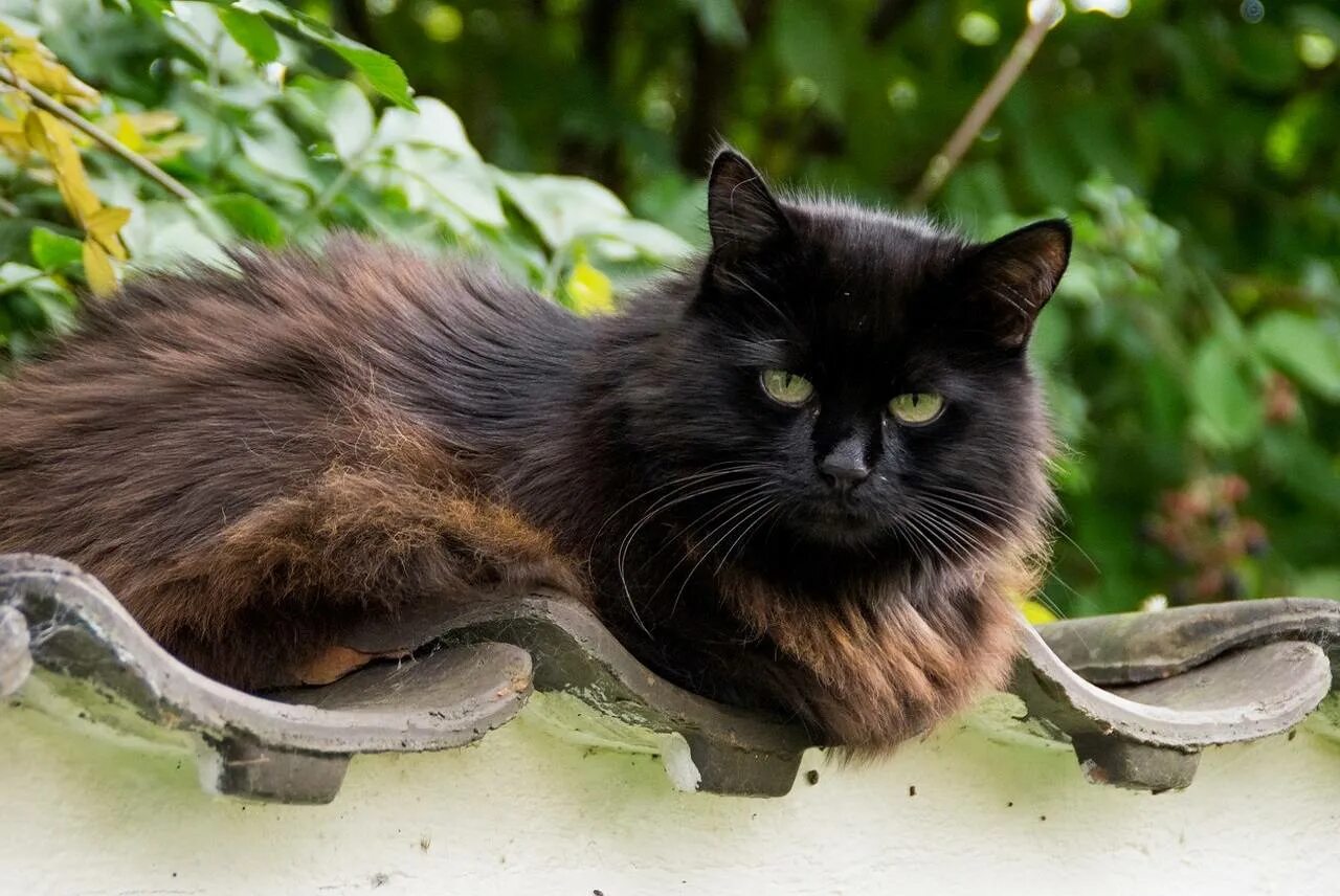 Тиффани кошка. Шантильи-Тиффани порода. Черный кот шантильи Тиффани. Шантильи Тиффани котята. Шантильи (Тиффани-шантильи).