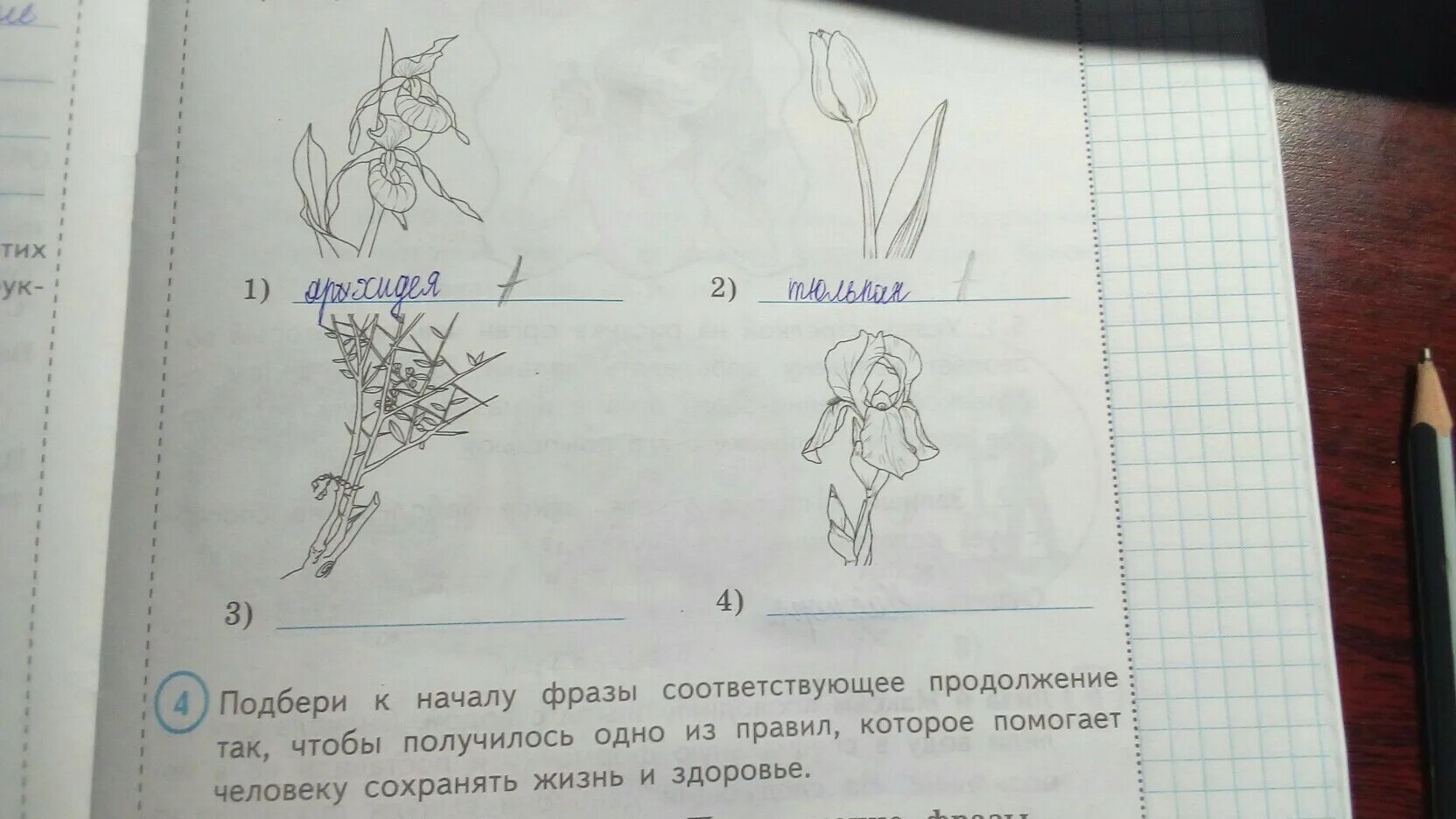 Рассмотри изображение ковыля ландыша тюльпана. На рисунках представлены изображения растений. На рисунках представлено изображение. На рисунках представлено изображение тюльпана. На рисунках представлены изображения тюльпана ириса верблюжьей.