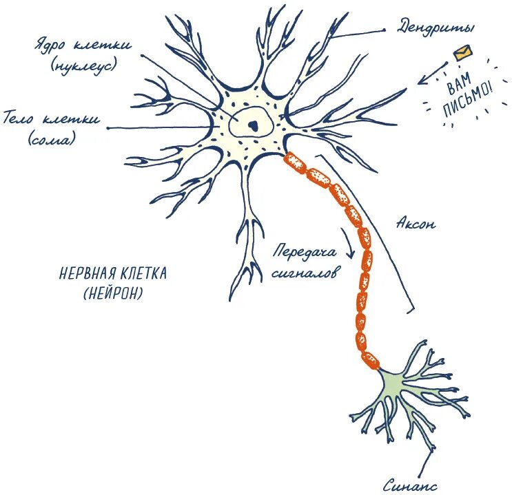 Строение нерва рисунок. Схема строения нервной клетки. Строение нейрона анатомия человека. Строение нервной клетки насекомых. Строение мультиполярного нейрона.