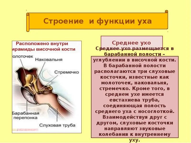 Внутреннее ухо равновесие. Функции равновесия в ухе. Орган равновесия в ухе функции. Ухо равновесие. Презентация на тему орган равновесия биология.