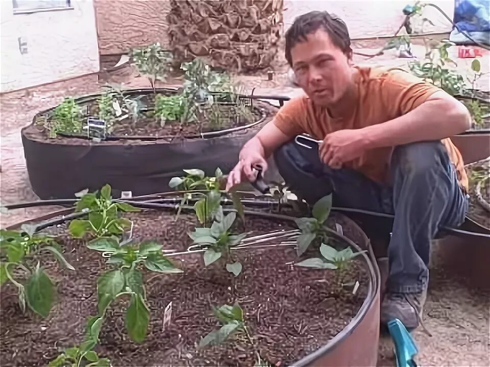 Сад огород своими руками подкормка перца. Сад огород своими руками подкормка перца