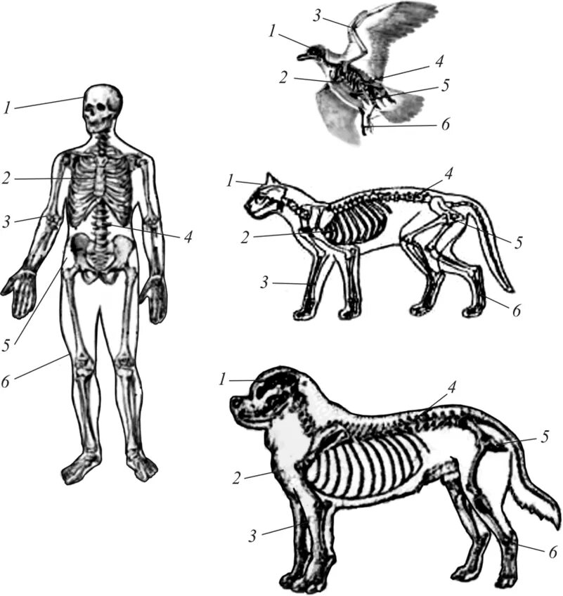 Скелет млекопитающего скелет туловища. Позвоночные строение скелета. Скелетное строение животных. Организм человека животных.