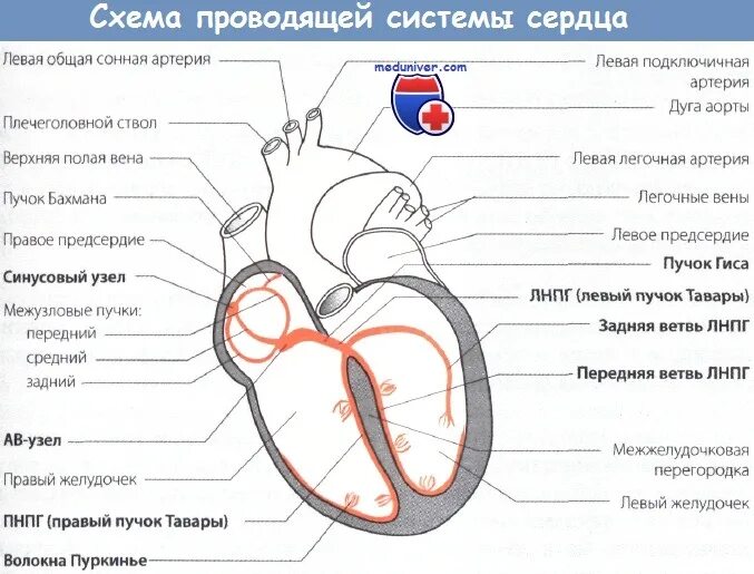 Расположение проводящей системы сердца 3. Свойства сердечной мышцы. Электрокардиография. Характеристика зубцов и отрезк