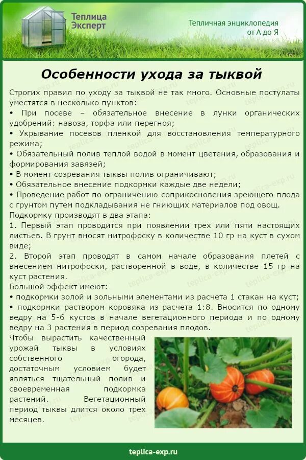 Подкормка тыквы в открытом грунте. Схема подкормки тыквы. тыква в открытом грунте. удобрение для тыквенных. подкормка тыквы таблица.