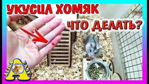 Хомяки кусаются