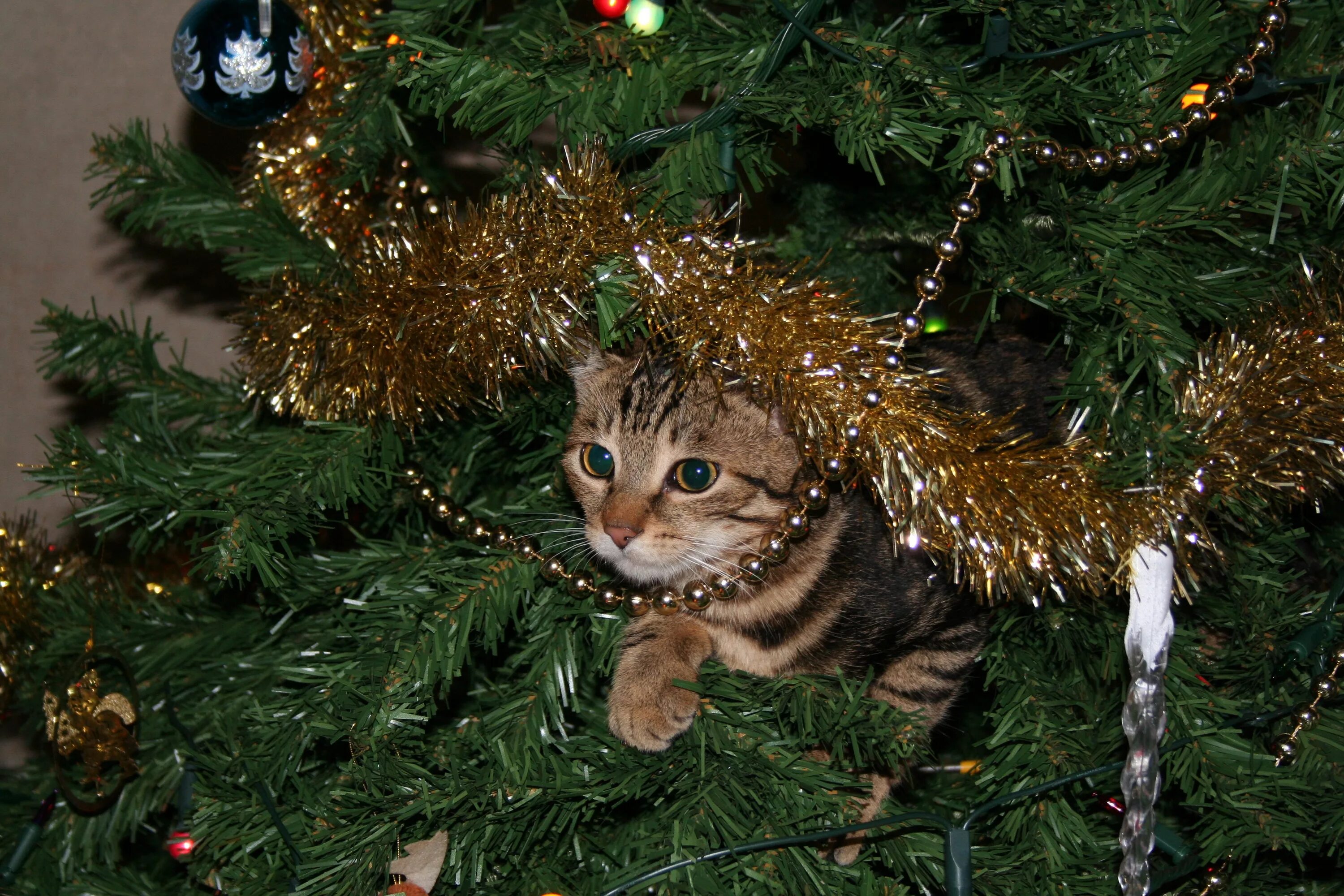 Прийти на елку. Новогодние коты. Кошка под елкой. Кошка и елка. Котёнок и ёлка.