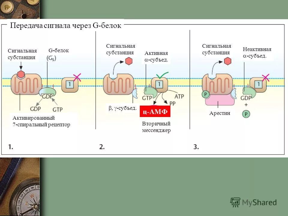 роль g белков. через g. структуры систем передачи сигналов. график f(x)=g(x). через g.