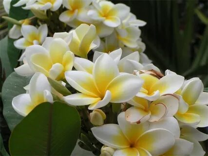 Ваниль (106 фото) 
