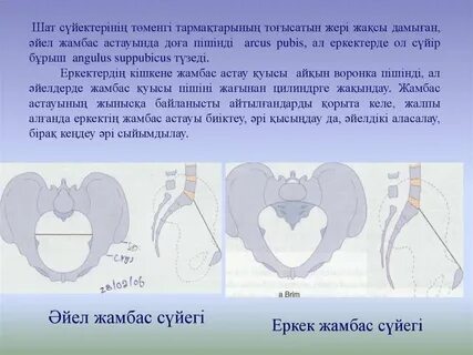 Жыныстық қатынас кезінде әйелі еркекке зейін қояды