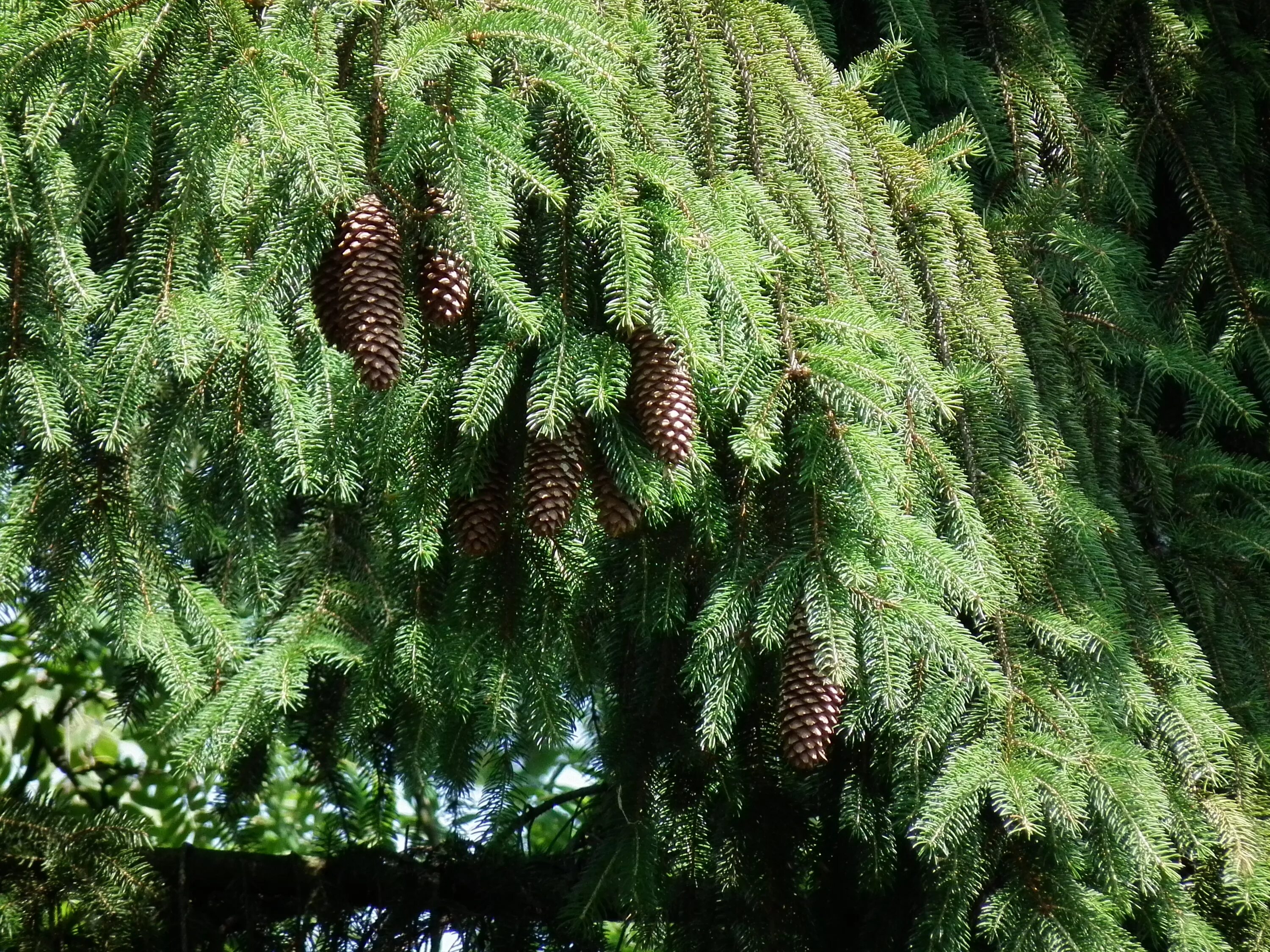 Ель европейская. Ель европейская Picea Abies. Ель обыкновенная (европейская) – Picea Abies. Ель обыкновенная эксельса. Ель обыкновенная (Picea Excelsa link.)..