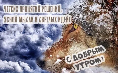 Доброе утро картинки с волком